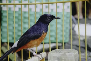 Ampuh! Inilah 3 Cara Menjinakkan Murai Batu yang Giras