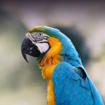 Macaw blue and gold biru dan kuning