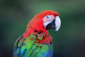 Macaw greenwing