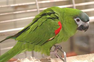 Macaw hanh