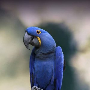 Macaw hyancinth