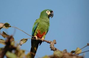 Macaw blue winged